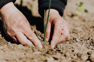 A person tending a plant.